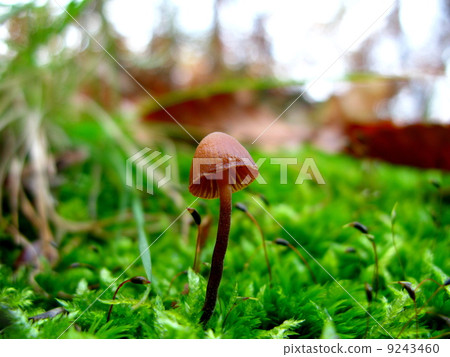 蘑菇 蘑菇 9243460
