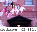 滴和櫻花 9243511