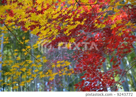 Najin-an的Momiji 9243772