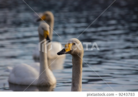 天鵝 9243783