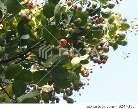Masaki的果實，種子被分開，覆蓋著橙紅色的臨時種皮 9244392