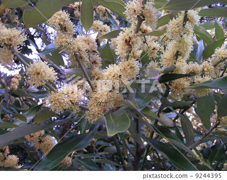 Flower of male silodamo planted plenty on the prefectural road side of Kemigawa river 9244395