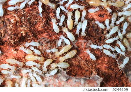 Termites 9244399