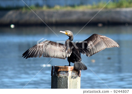 Cormorant to dry feathers 9244807