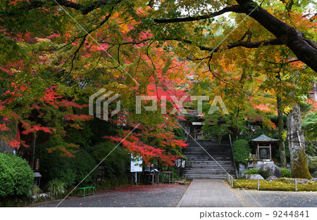 Autumn leaves of Taikoji Temple Autumn leaves of Taikoji Temple 9244841