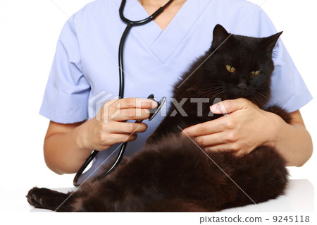 審查惡意噓聲的女性獸醫 9245118