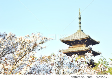 Ninna-ji Five-storied寶塔大森 9245379