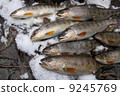 River fish 9245769
