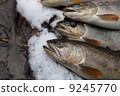 River fish 2 9245770