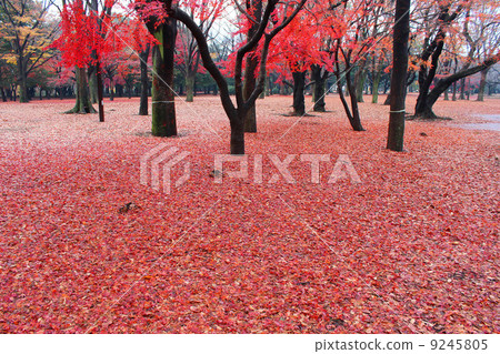 代代木公園秋葉 9245805