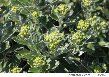 Bud of isogiku Bud of isogiku 9245982