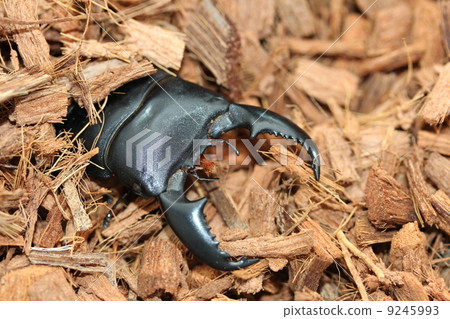 Sumatra Hawthora Sumatra Hawthora 9245993