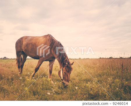 Horse on a green grass 9246014