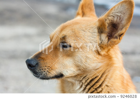Red Dog 9246028