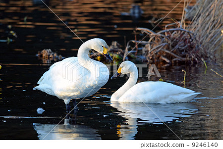 Tundra swan Tundra swan 9246140