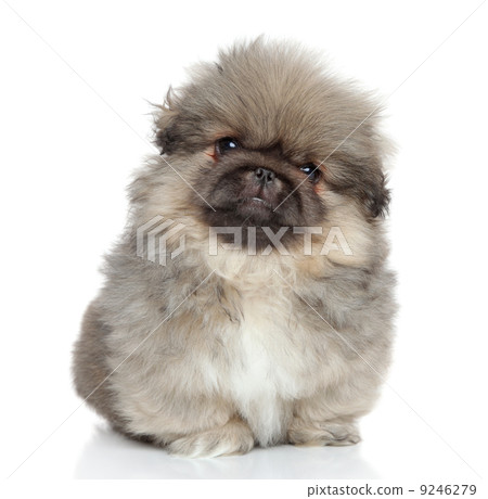 Pekingese puppy portrait Pekingese puppy portrait 9246279