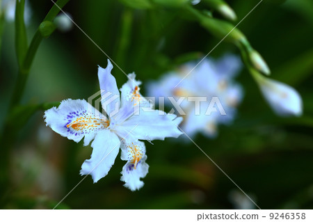 Shaga的花朵 Shaga的花朵 9246358