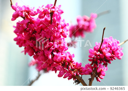 Hana's flower 9246365