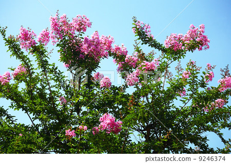 Pink salsberg 9246374