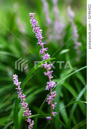 Yaburan began to bloom 9246402