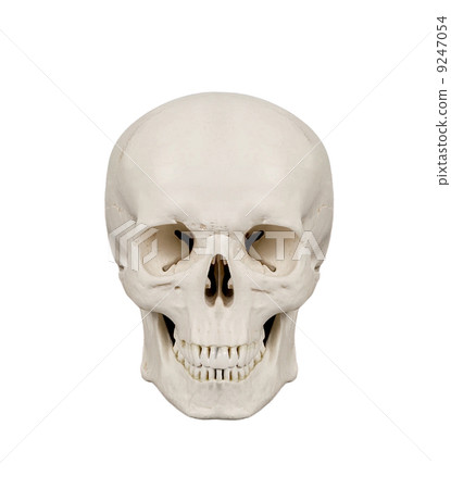 human scull isolated human scull isolated 9247054