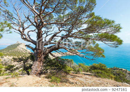 Coastline of Novyj Svit summer view (Crimea, Ukraine) Coastline of Novyj Svit summer view (Crimea, Ukraine) 9247161