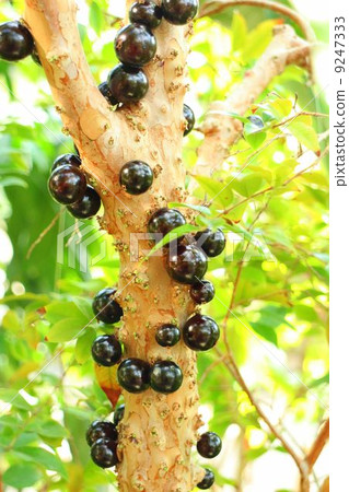 水果直接到樹幹Jabochikaba 9247333