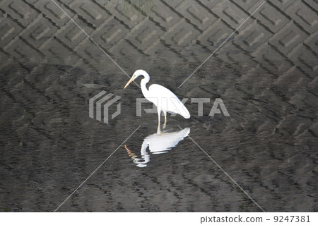 白鷺 白鷺 9247381