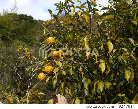 Winter solstice December Country life Yuzu Harvest Countryside of Japan Winter solstice December Country life Yuzu Harvest Countryside of Japan 9247614