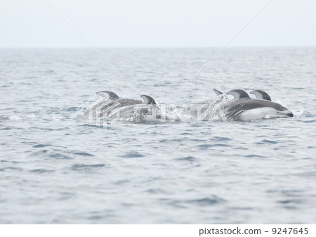 Wild dolphins Wild dolphins 9247645