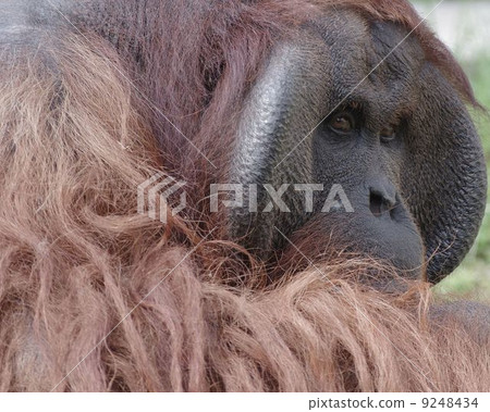Orangutan 9248434