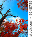 Autumn leaves and blue sky 9248759