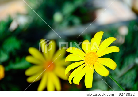 cold-resistant perennial plants, vivid yellow color, original from south africa 9248822