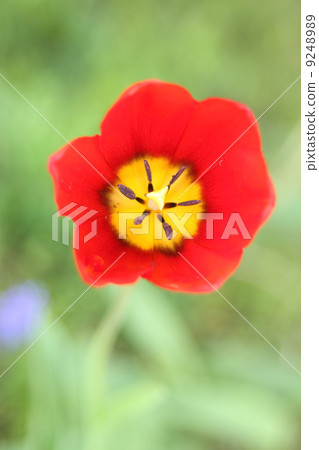 Tulip Tulip 9248989