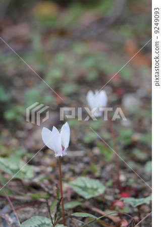 仙客來hederifolium 仙客來hederifolium 9249093