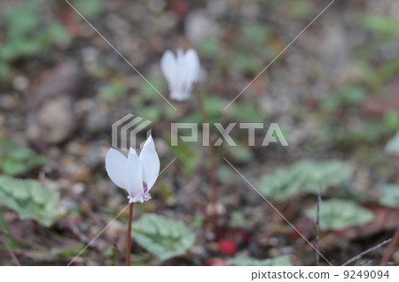 仙客來hederifolium 仙客來hederifolium 9249094