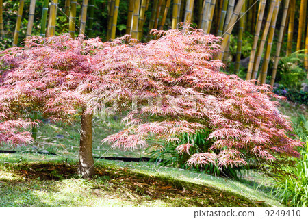 bamboo tree and pink arbuscle tree 9249410