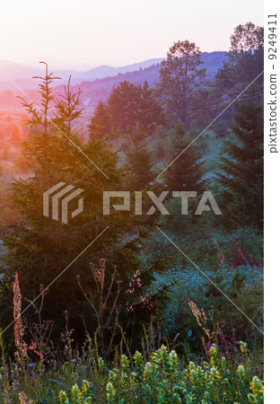 summer landscape with wildflowers 9249411