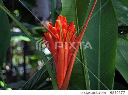 Heliconia · Psittacoram 9250377