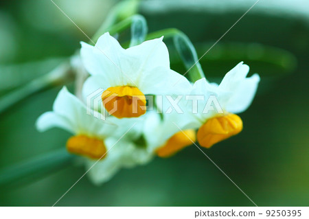 日本水仙 9250395