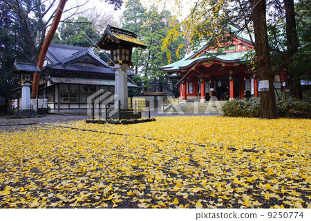 世田谷八幡宮的秋葉 9250774