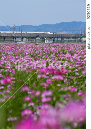 新幹線和黃芪田 9250819