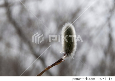 貓王威利 9251015