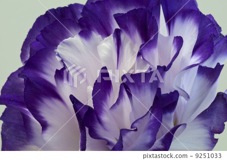  土耳其粉末 9251033