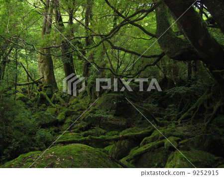 幽靈no Mori 3 9252915