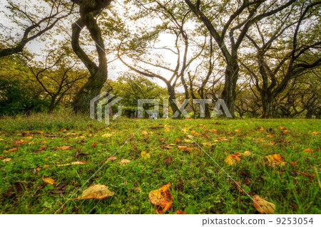秋天小石川植物園 秋天小石川植物園 9253054