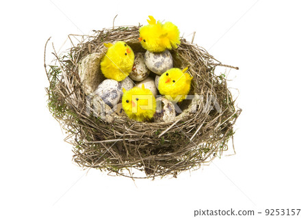 Nest with eggs and chickens on white background Nest with eggs and chickens on white background 9253157