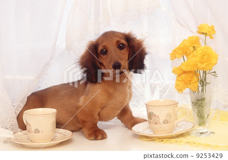 窗口掛起 9253429