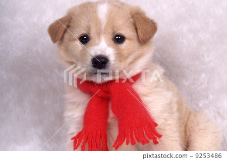 Red muffler puppy 9253486