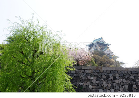 Cherry blossoms at Osaka Castle Cherry blossoms at Osaka Castle 9255913